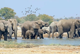 Namibia_August (78/135)